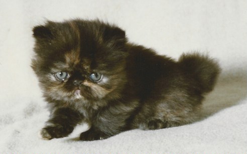 Poptart kitten 1986